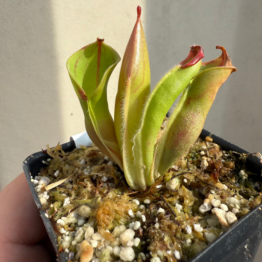 [W070] Heliamphora minor var. pilosa x macdonaldae Clone:10