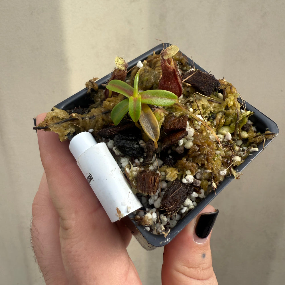 
                      
                        [W056] Nepenthes nigra (Gunung Katopasa) Clone:01
                      
                    