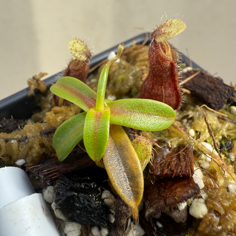 [W056] Nepenthes nigra (Gunung Katopasa) Clone:01