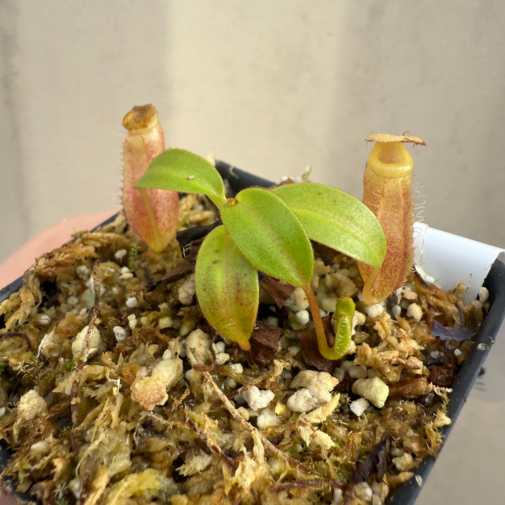 
                      
                        [W042] Nepenthes leonardoi x edwardsiana
                      
                    