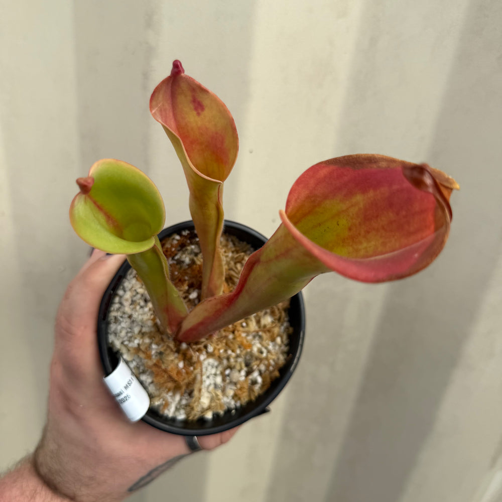 [W062] Heliamphora ionasi MS3 x "Godzilla"