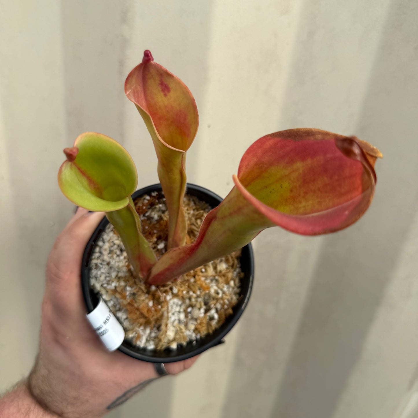 [W062] Heliamphora ionasi MS3 x "Godzilla"