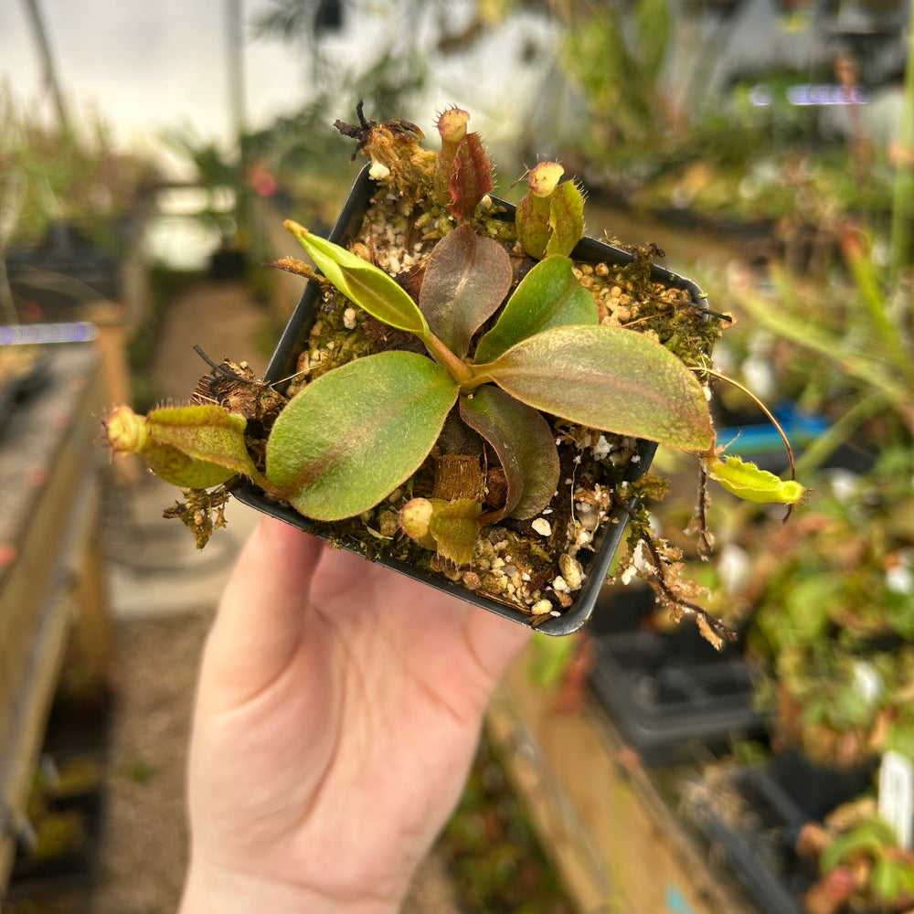 Nepenthes [(Rokko x boschiana) x veitchii] EP x macrophylla, CAR-0790