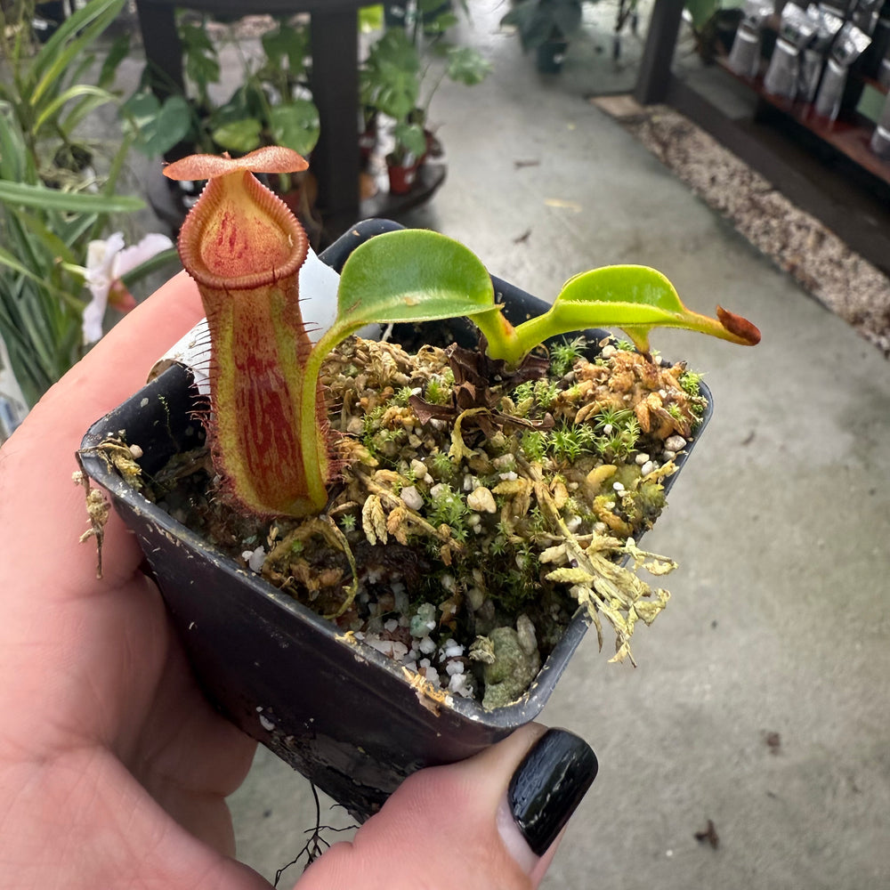 
                      
                        [W029] Nepenthes (lowii x macrophylla) x robcantleyi BE-4022
                      
                    