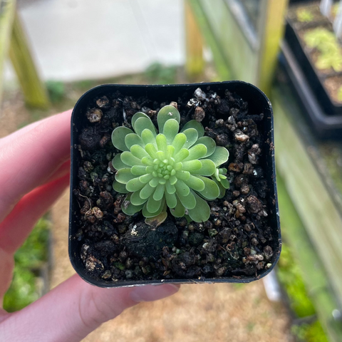 Pinguicula El mirador rosette with bright green spoon-shaped leaves arranged in a compact circular form.