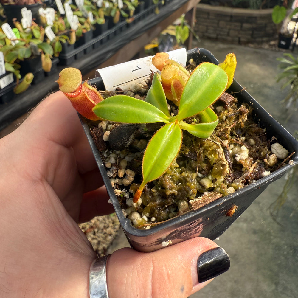 
                      
                        [W013] Nepenthes macrophylla, Clone: WT2_5 (Gunung Trusmadi, Borneo)
                      
                    