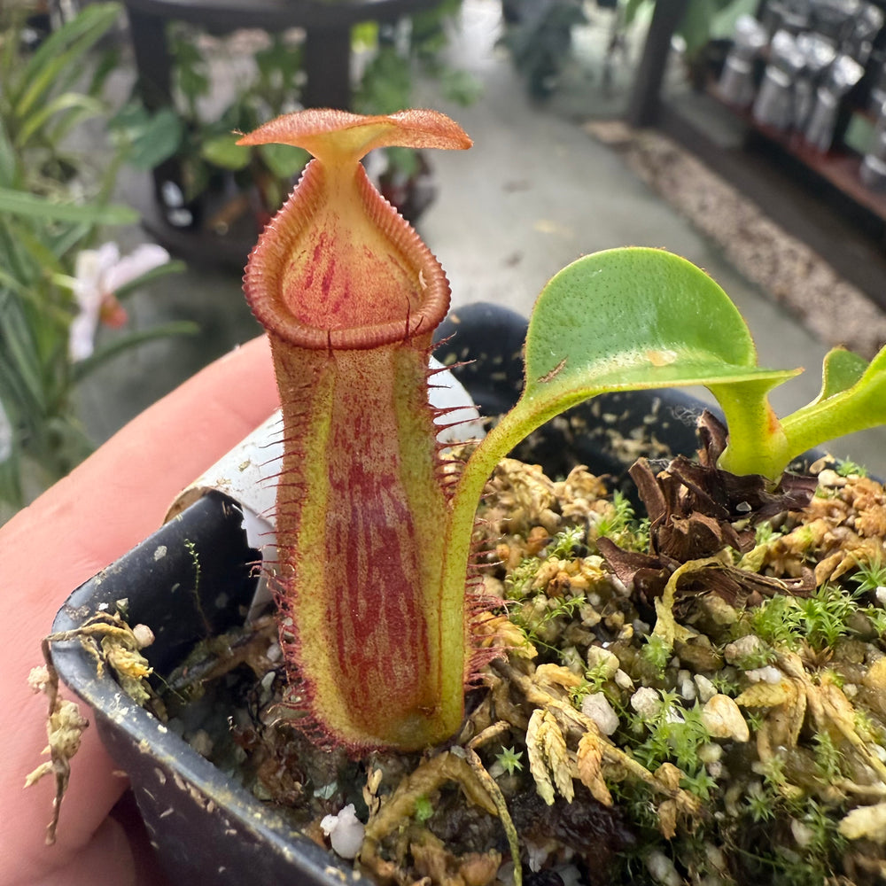[W029] Nepenthes (lowii x macrophylla) x robcantleyi BE-4022