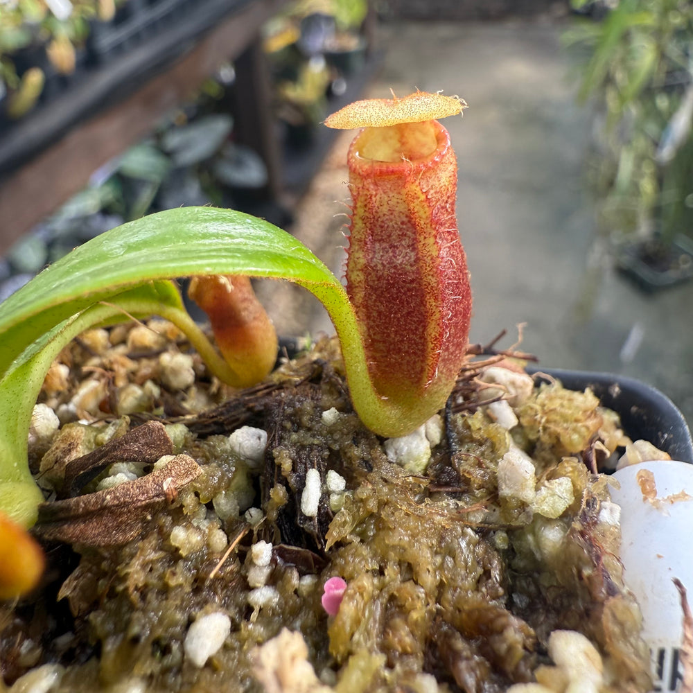 
                      
                        [W011] Nepenthes macrophylla, Clone: ed1 (Gunung Trusmadi, Borneo)
                      
                    