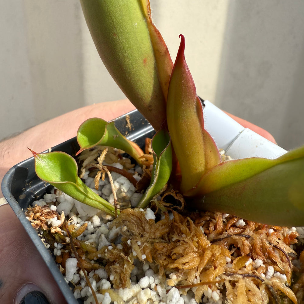 [W064] Heliamphora sarracenioides x minor "Burgundy Black"