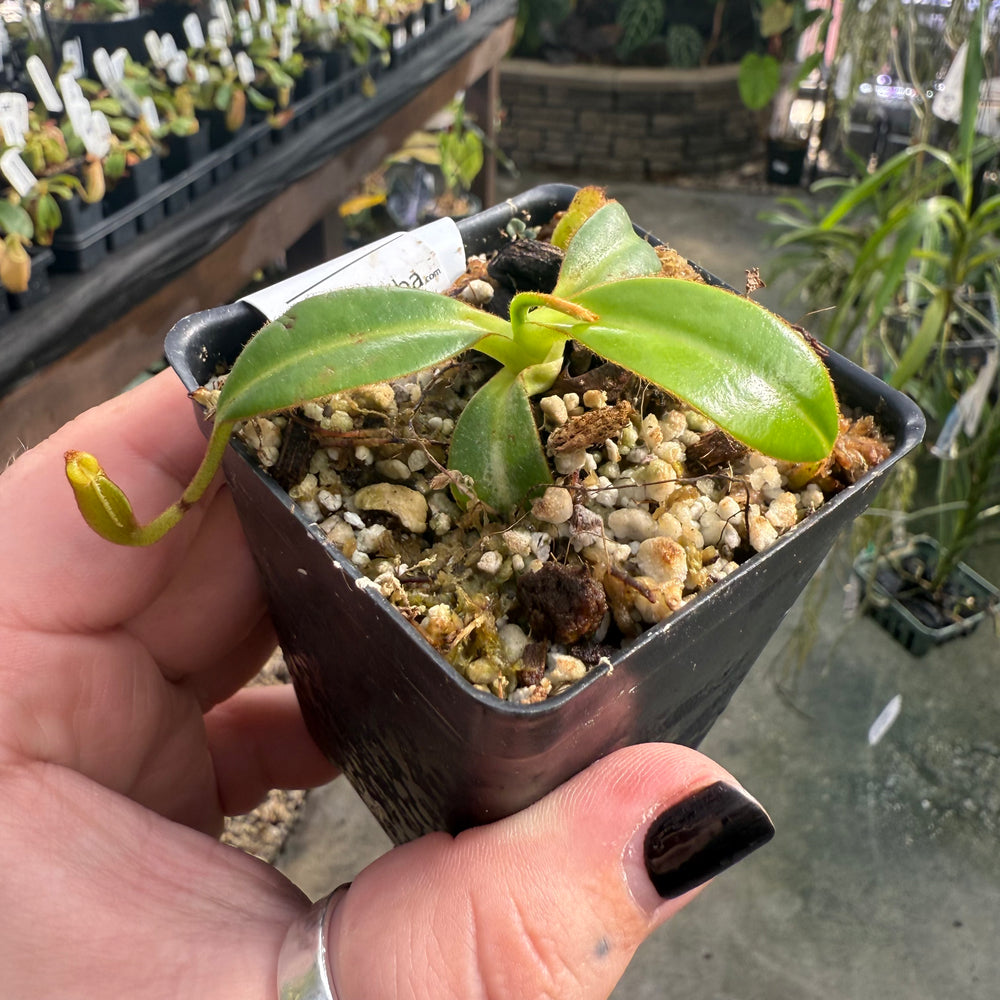 
                      
                        [W012] Nepenthes macrophylla, Clone: WT2_4 (Gunung Trusmadi, Borneo)
                      
                    