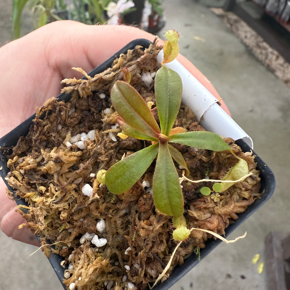 
                      
                        [W031] Nepenthes argentii, CAR-0868
                      
                    