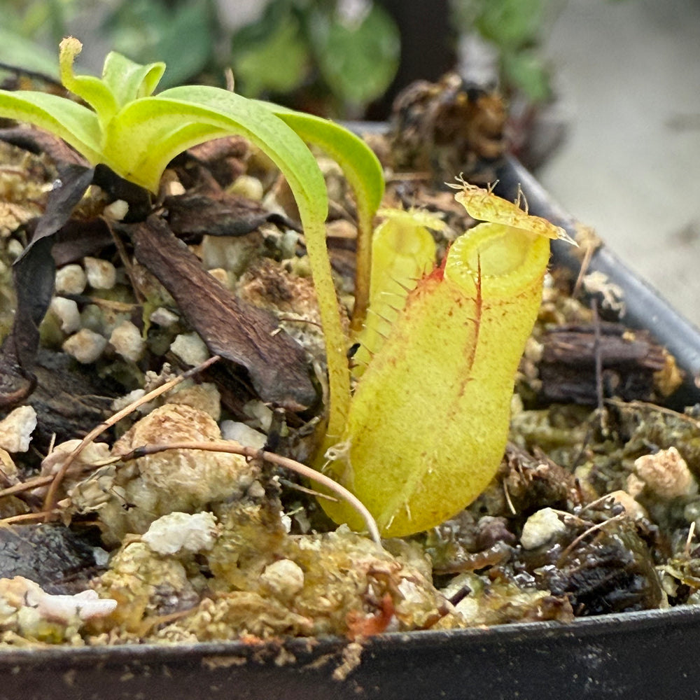
                      
                        [W028] Nepenthes undulatifolia x edwardsiana
                      
                    