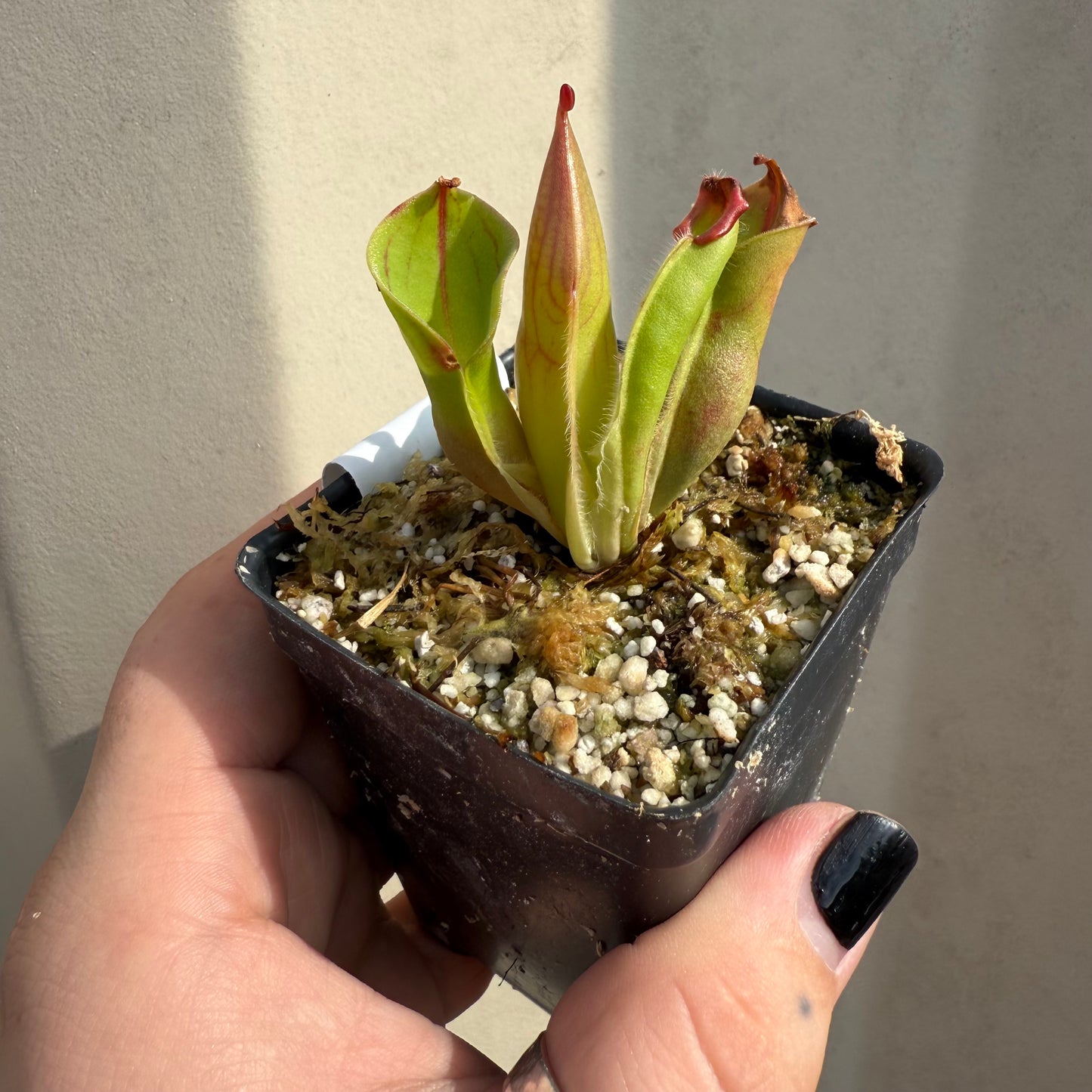 [W070] Heliamphora minor var. pilosa x macdonaldae Clone:10