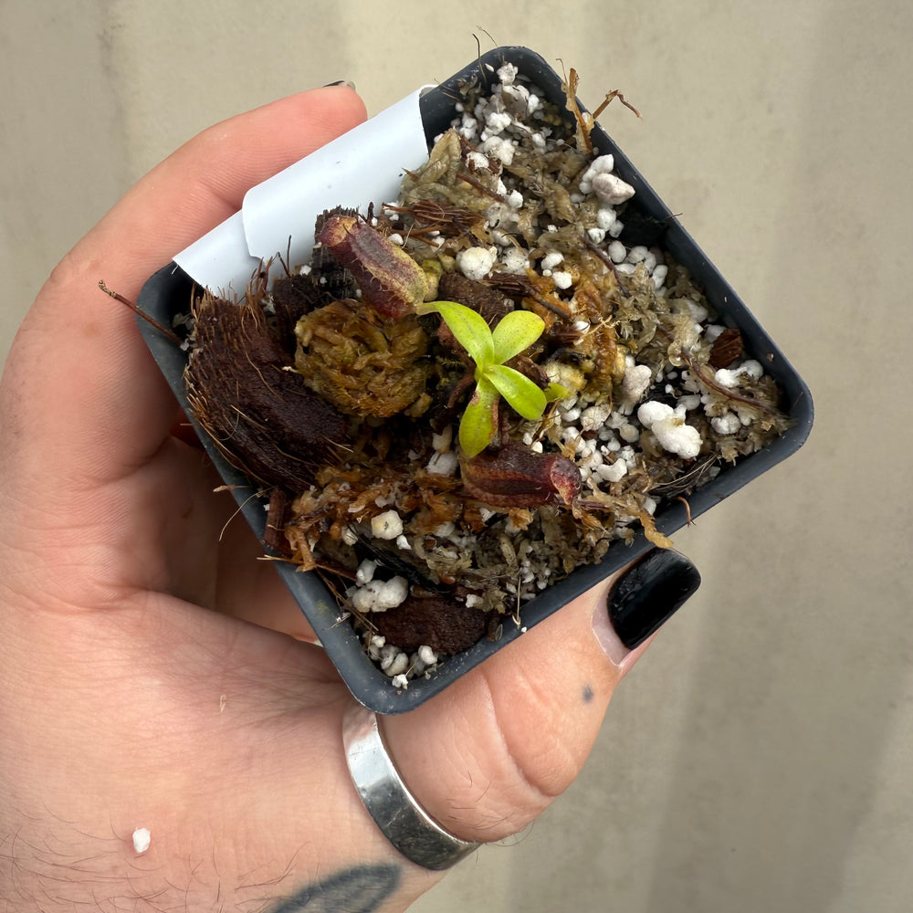 
                      
                        [W047] Nepenthes naga (seedgrown)
                      
                    