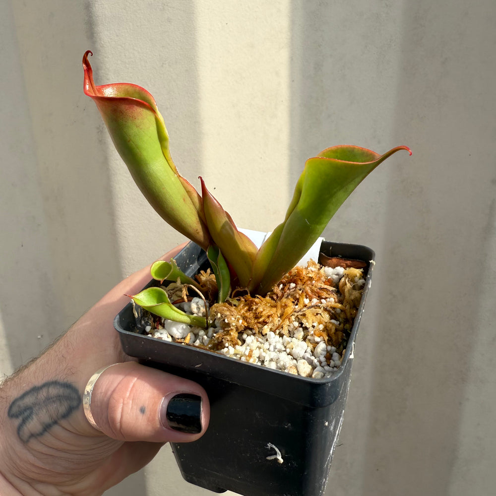 
                      
                        [W064] Heliamphora sarracenioides x minor "Burgundy Black"
                      
                    