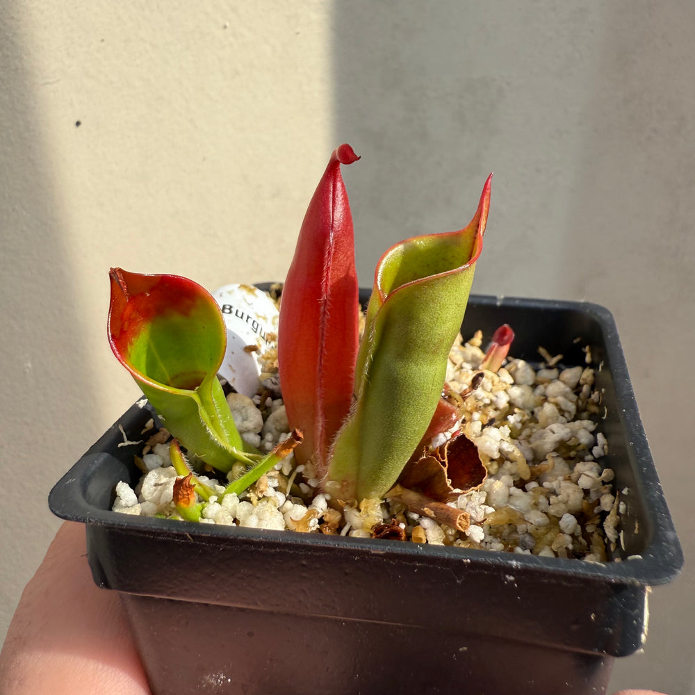 [W065] Heliamphora sarracenioides x minor "Burgundy Black"