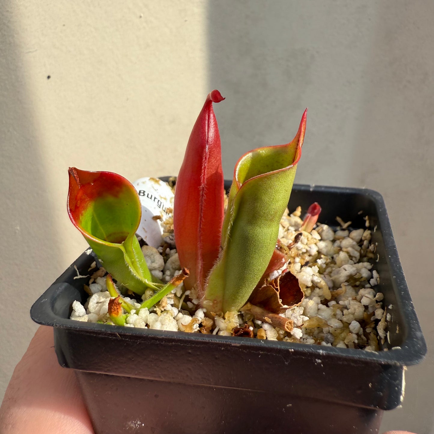 [W065] Heliamphora sarracenioides x minor "Burgundy Black"