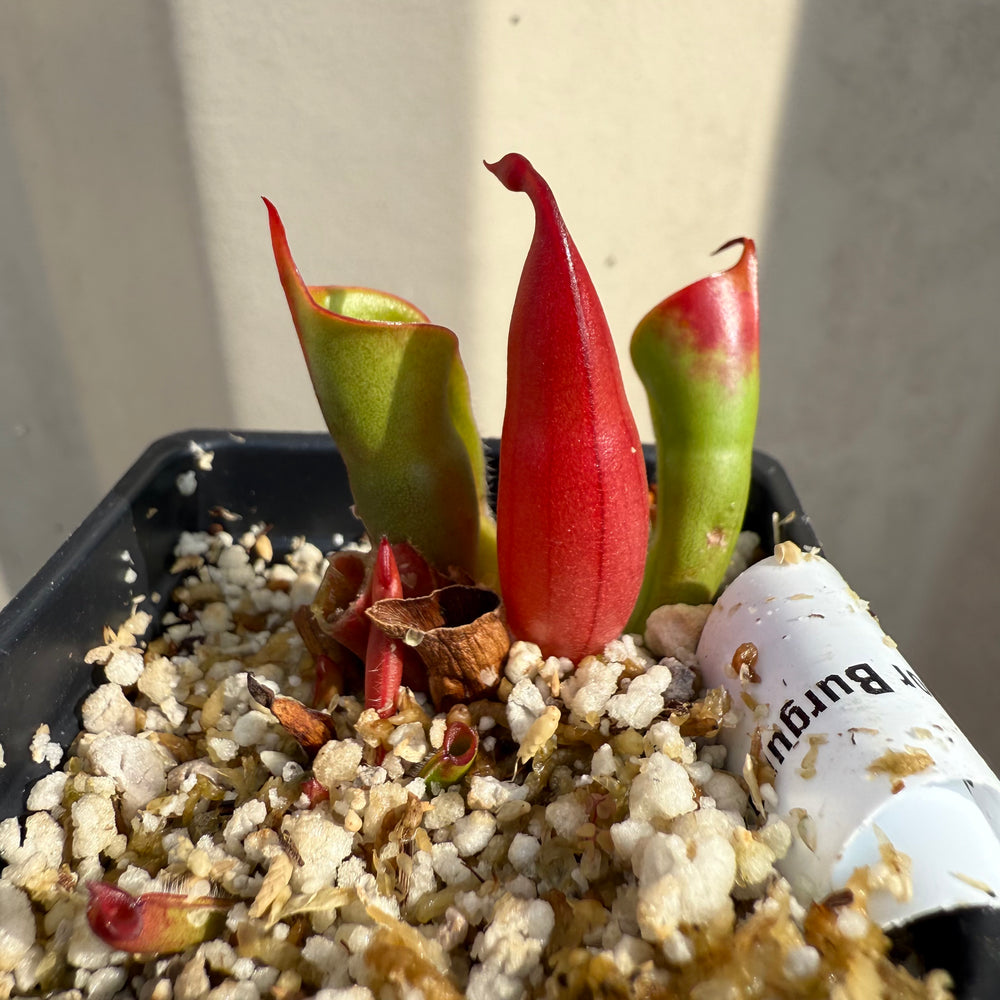 
                      
                        [W065] Heliamphora sarracenioides x minor "Burgundy Black"
                      
                    