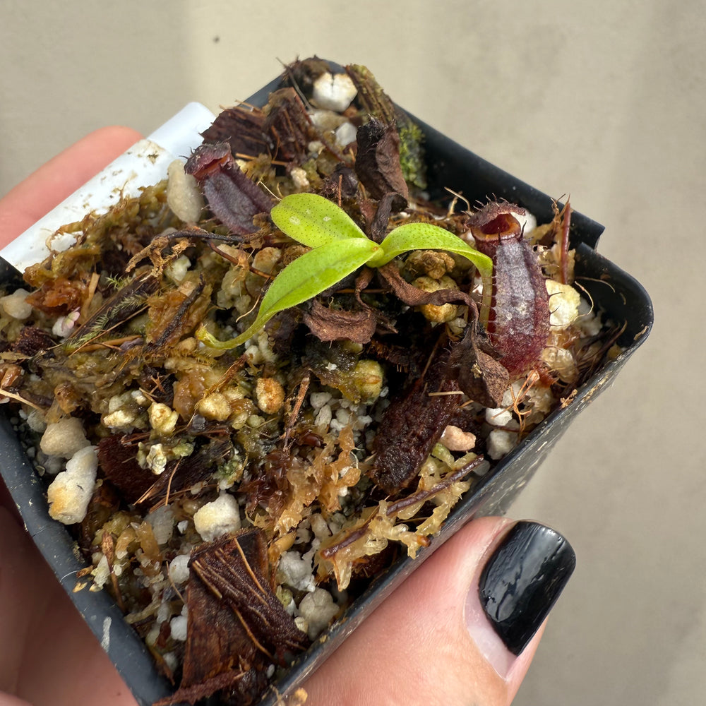 
                      
                        [W048] Nepenthes naga (seedgrown)
                      
                    