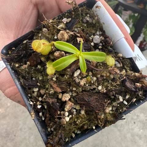 Young Nepenthes undulatifolia x edwardsiana seedling with bright green leaves and a yellow pitcher in a small pot