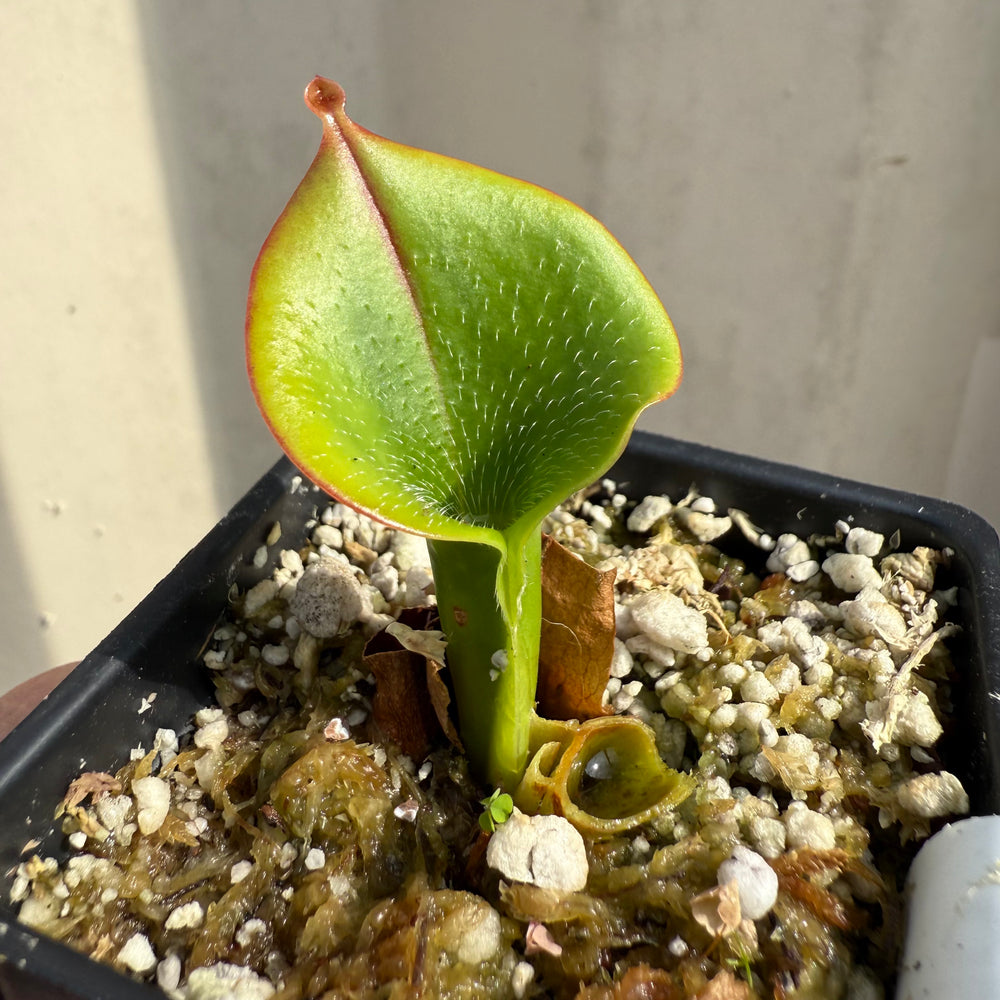 [W067] Heliamphora minor var. pilosa (Auyan), Clone 2