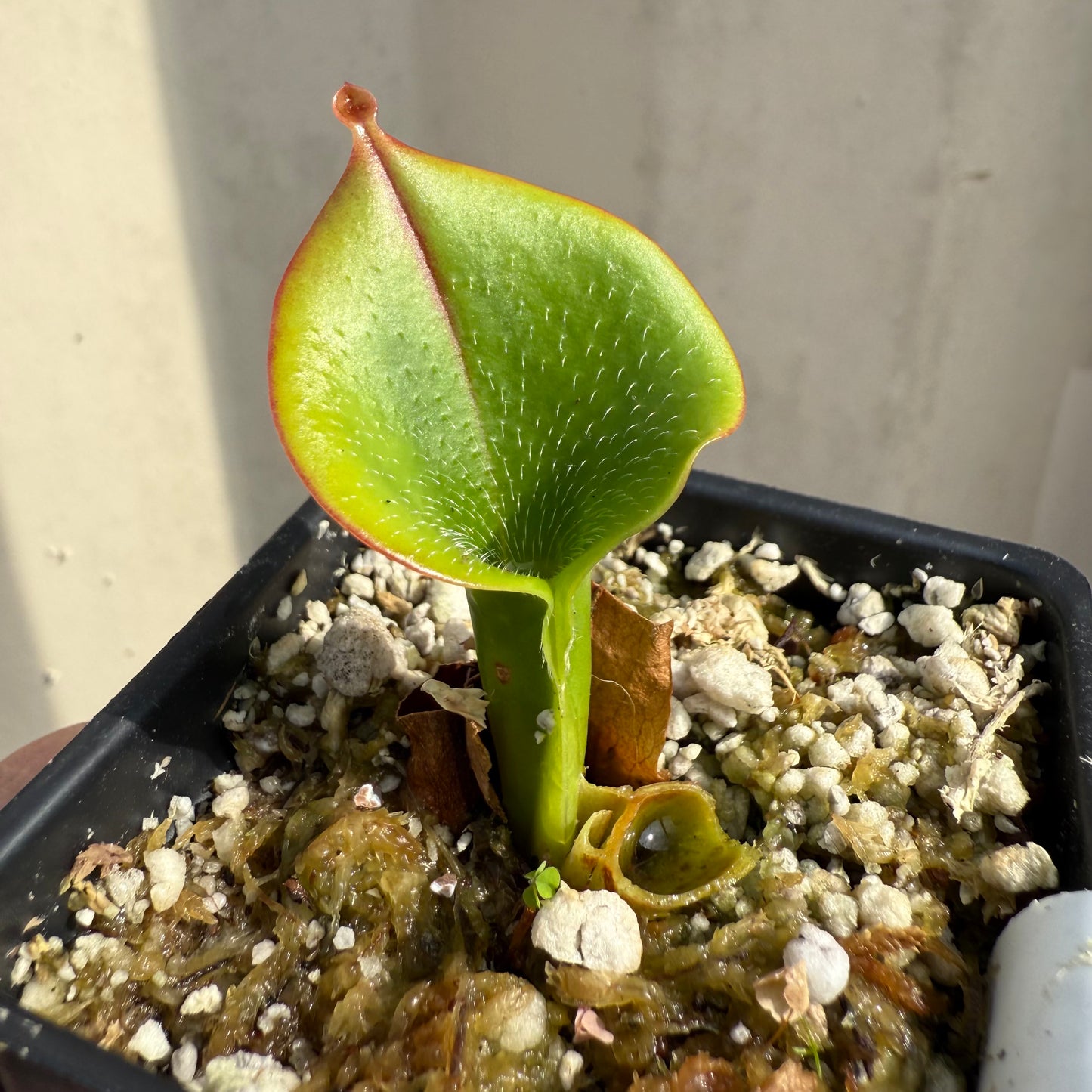 [W067] Heliamphora minor var. pilosa (Auyan), Clone 2