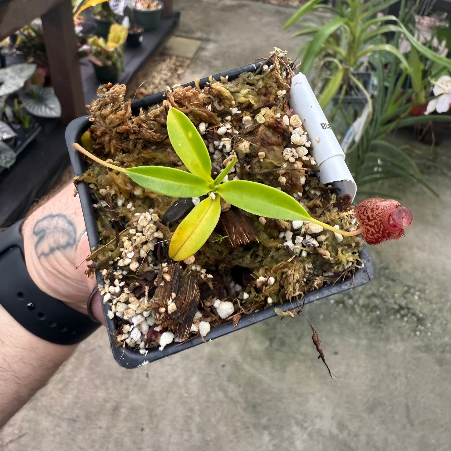 [W016] Nepenthes aristolochioides x edwardsiana