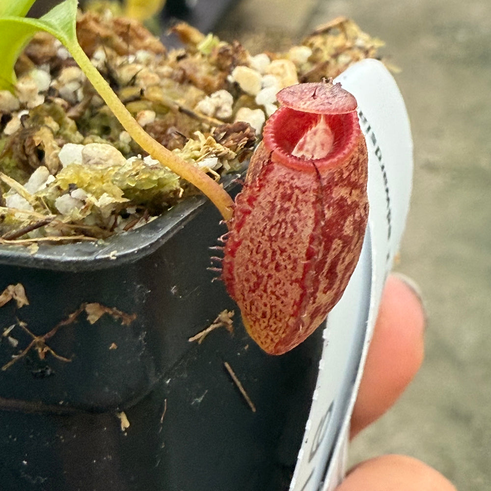 
                      
                        [W016] Nepenthes aristolochioides x edwardsiana
                      
                    