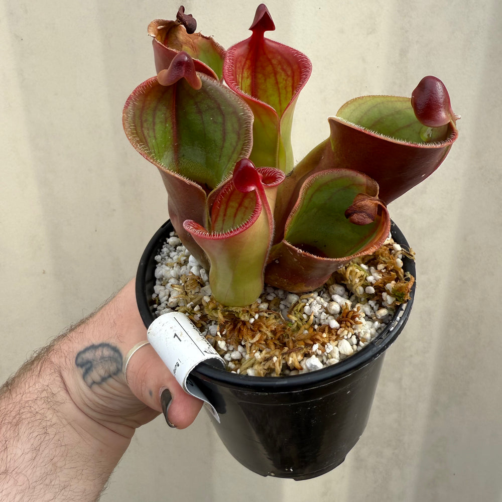 [W061] Heliamphora minor var. pilosa x macdonaldae Clone:12