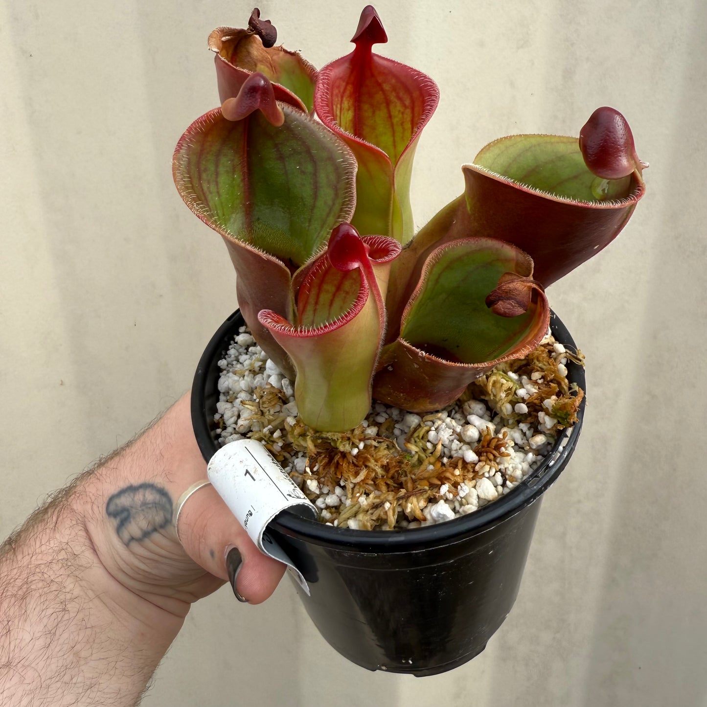 [W061] Heliamphora minor var. pilosa x macdonaldae Clone:12