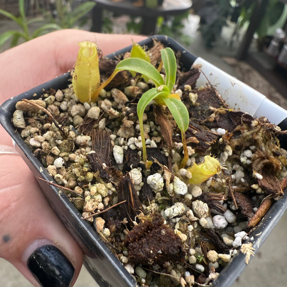 
                      
                        [W027] Nepenthes undulatifolia x edwardsiana
                      
                    