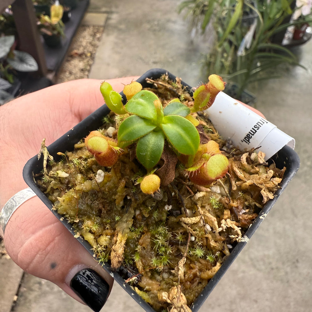 
                      
                        [W009] Nepenthes macrophylla, Clone: T (Gunung Trusmadi, Borneo)
                      
                    