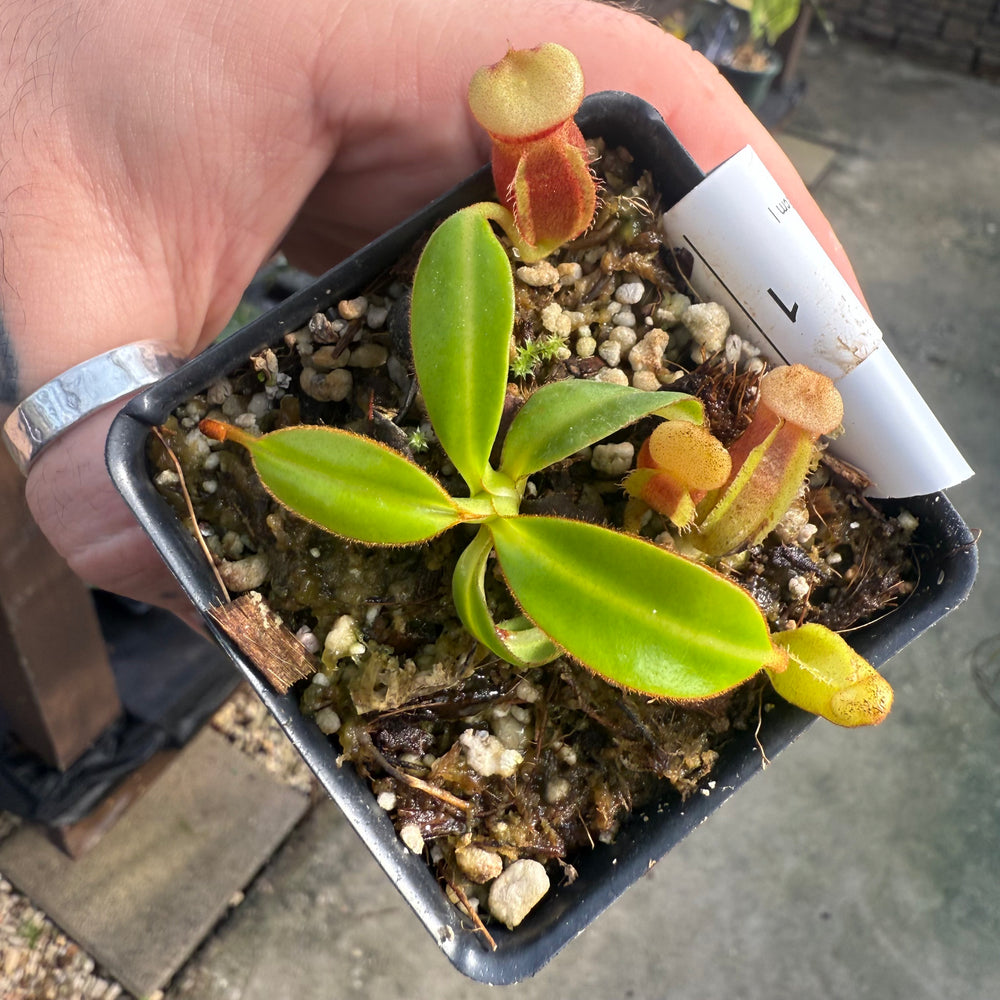 
                      
                        [W013] Nepenthes macrophylla, Clone: WT2_5 (Gunung Trusmadi, Borneo)
                      
                    