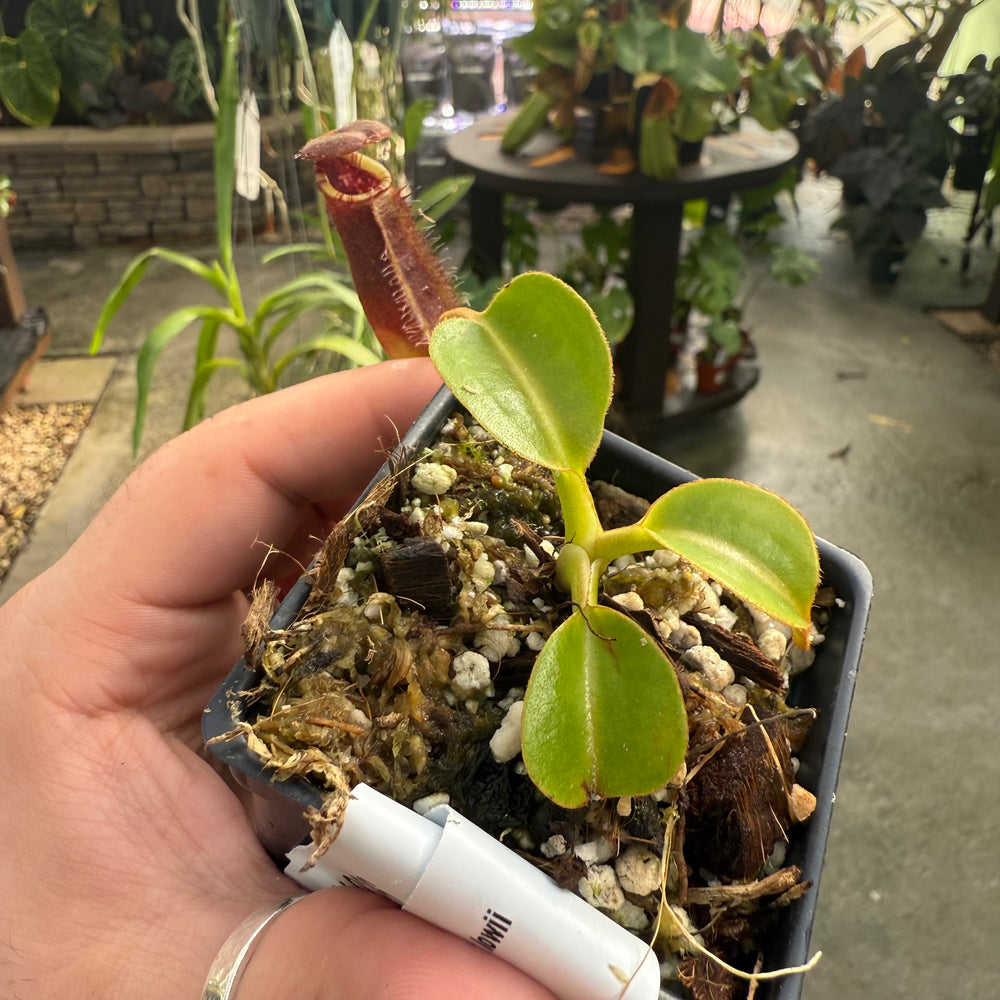 
                      
                        [W026] Nepenthes robcantleyi x lowii
                      
                    