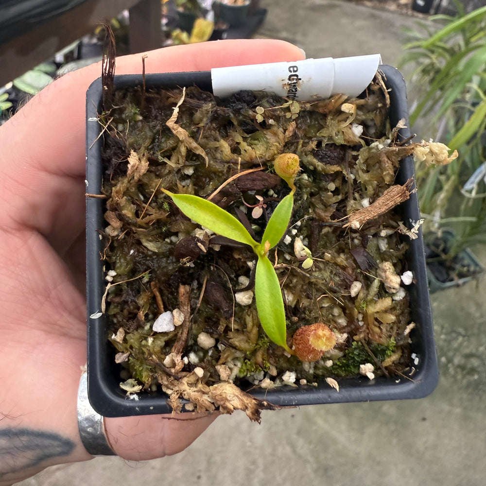 
                      
                        [W018] Nepenthes aristolochioides x edwardsiana
                      
                    