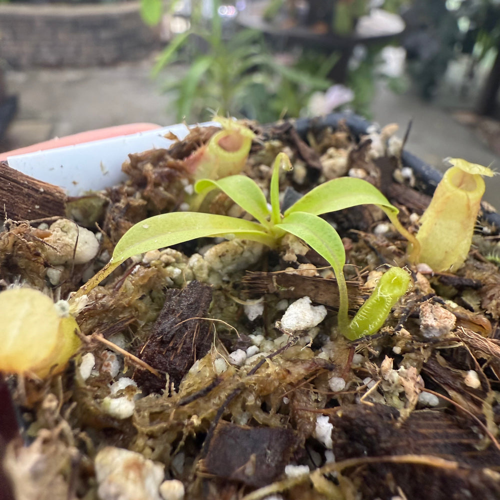 
                      
                        [W020] Nepenthes undulatifolia x macrophylla
                      
                    