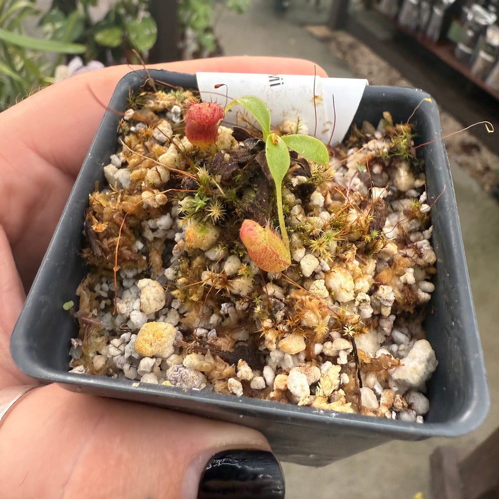 
                      
                        [W022] Nepenthes kinabaluensis x lowii
                      
                    