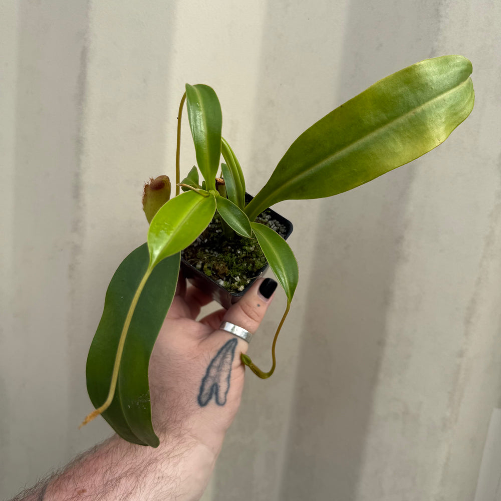 
                      
                        [W051] Nepenthes (spathulata x aristlichioides) x lowii
                      
                    