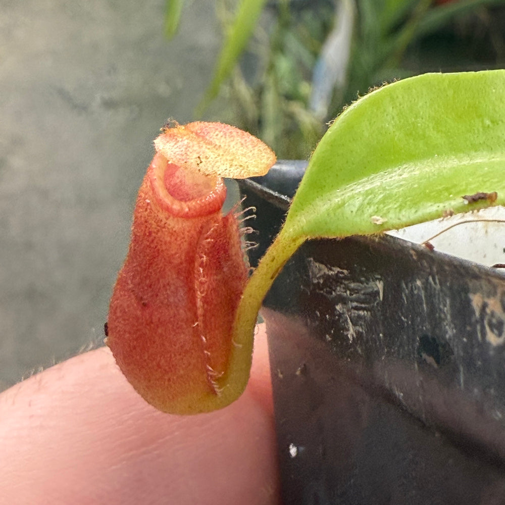 
                      
                        [W014] Nepenthes macrophylla, Clone: WT2_3 (Gunung Trusmadi, Borneo)
                      
                    