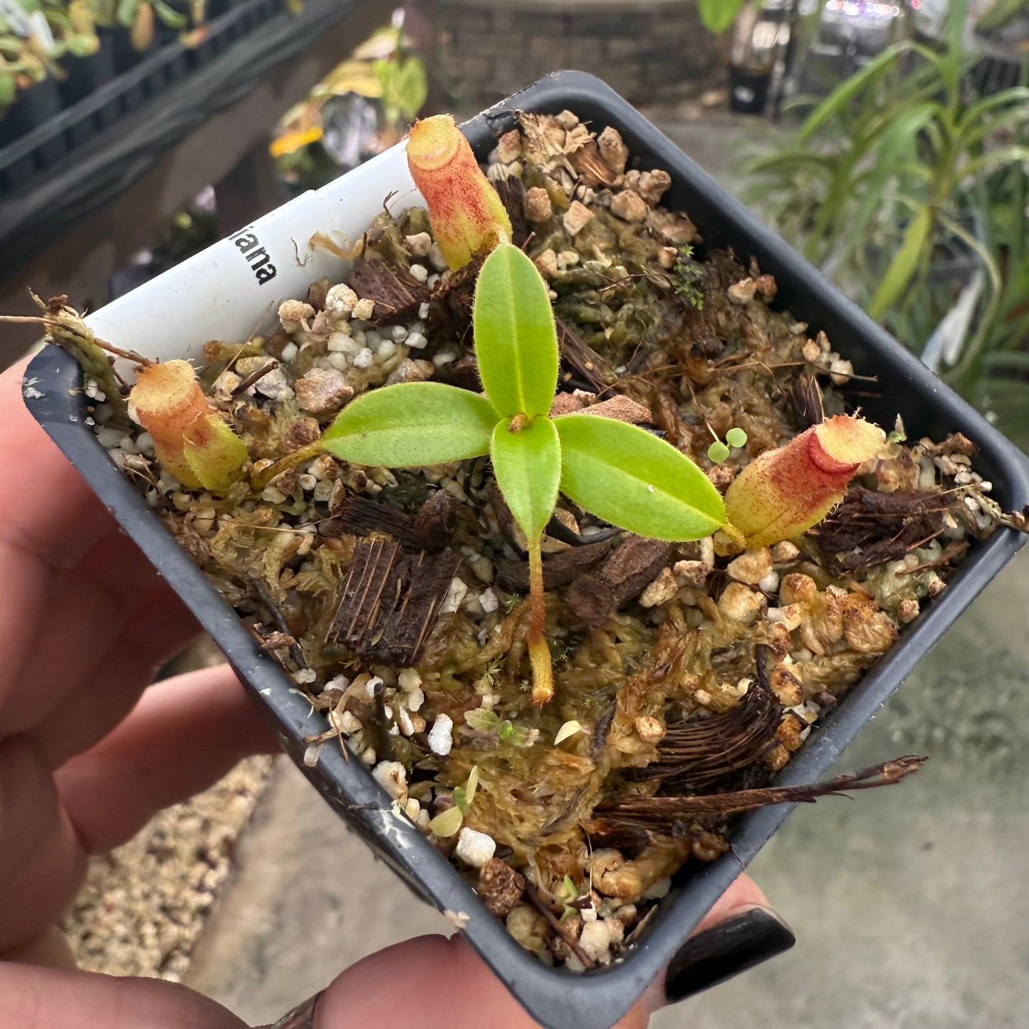[W015] Nepenthes aristolochioides x edwardsiana