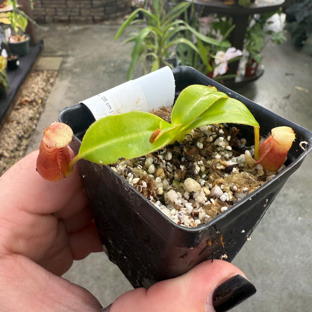 
                      
                        [W014] Nepenthes macrophylla, Clone: WT2_3 (Gunung Trusmadi, Borneo)
                      
                    
