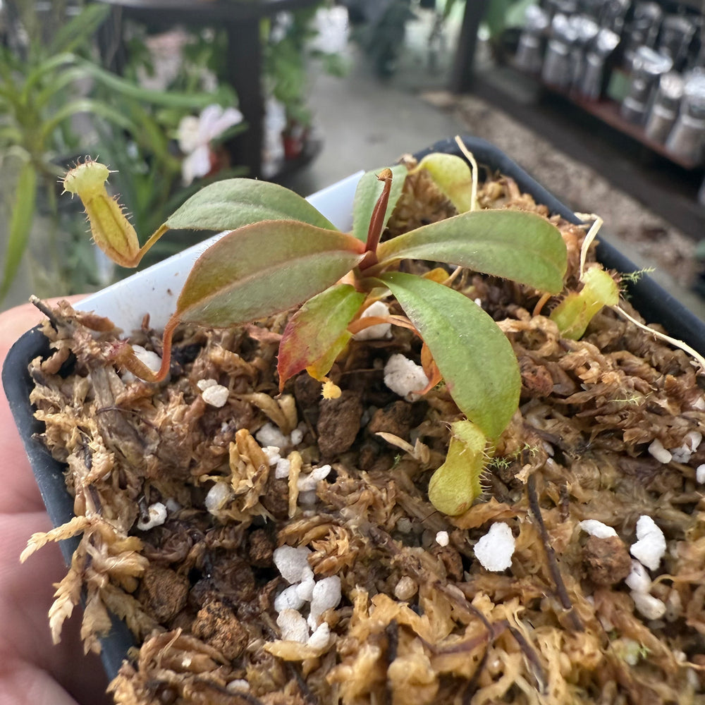 [W031] Nepenthes argentii, CAR-0868