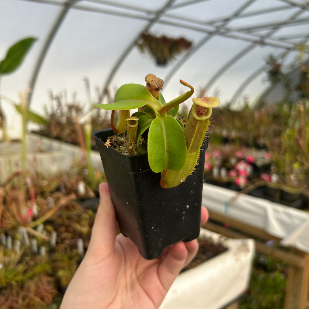 
                      
                        Nepenthes ventricosa JB sigma x ovata EP, CAR-0385
                      
                    