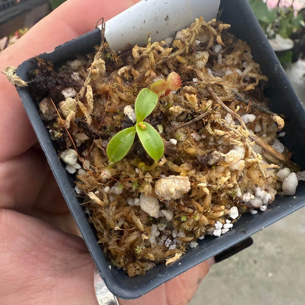 
                      
                        [W023] Nepenthes kinabaluensis x lowii
                      
                    