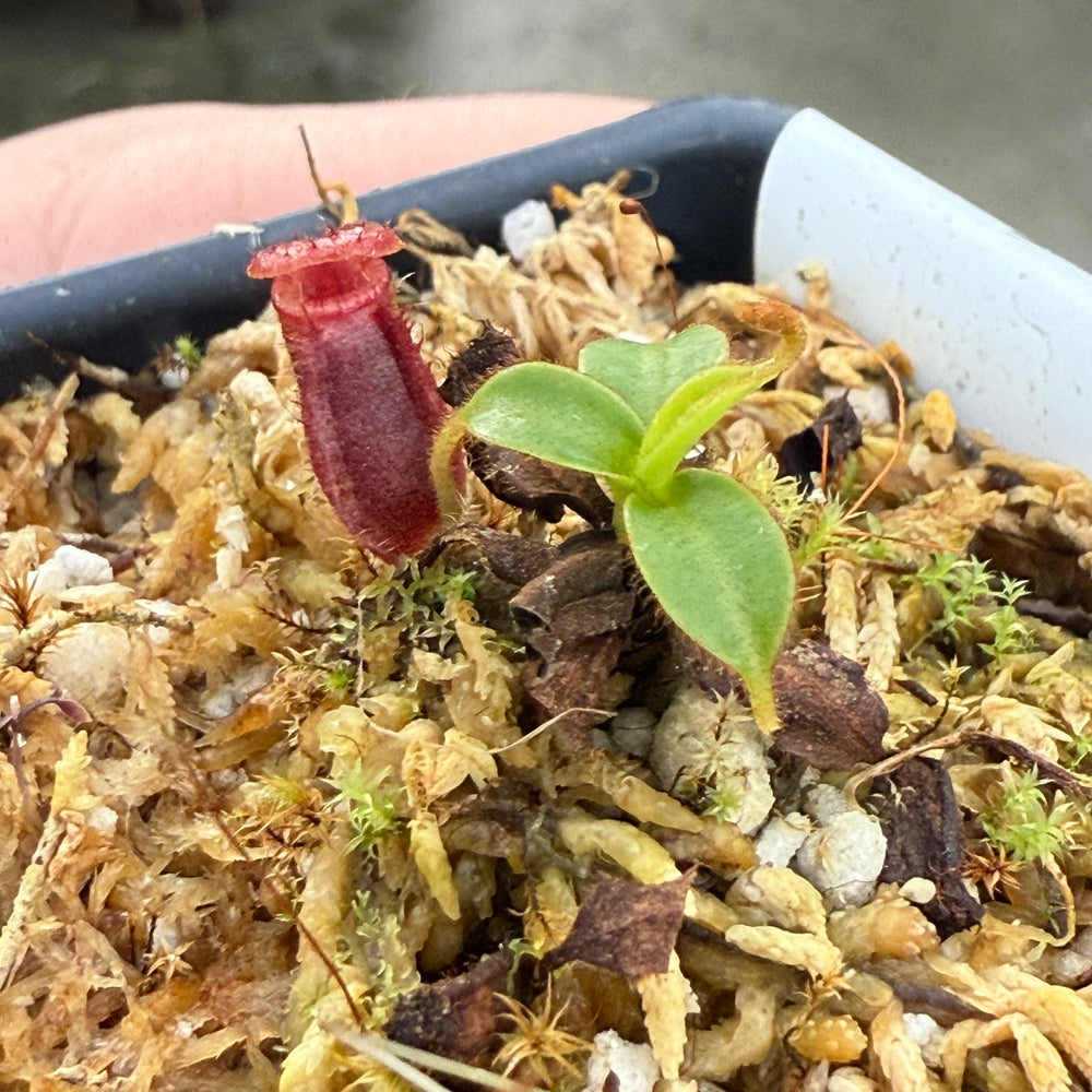 [W021] Nepenthes kinabaluensis x lowii