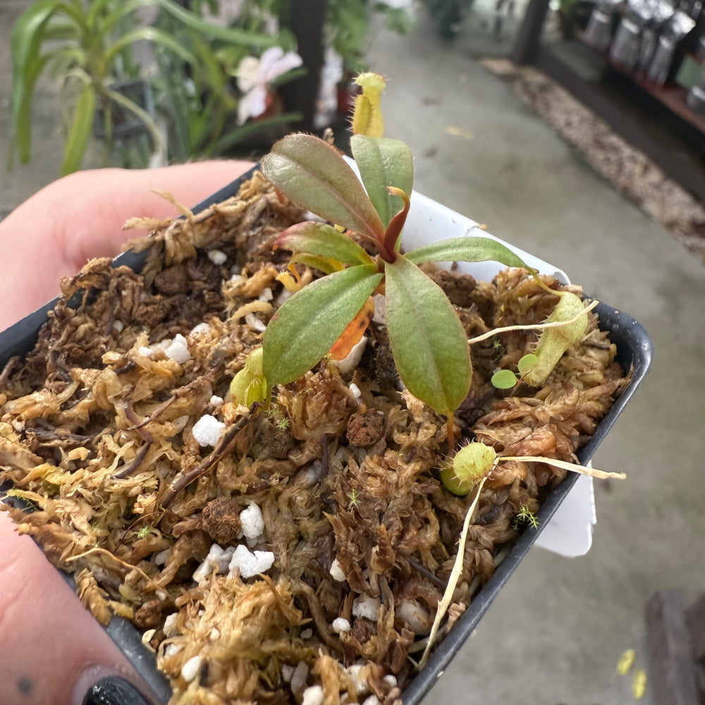 
                      
                        [W031] Nepenthes argentii, CAR-0868
                      
                    