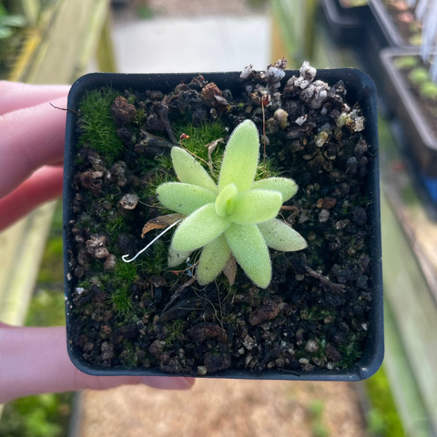 Pale green fuzzy rosette of a carnivorous Pinguicula moctezumae x gigantea in a small black pot.