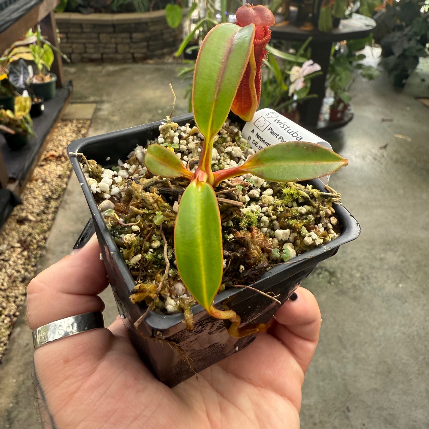 [W003] Nepenthes edwardsiana, Clone: 02 (Tambusisi)