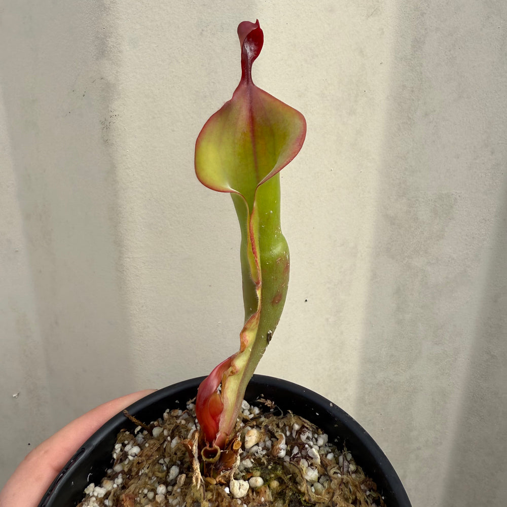 
                      
                        [W068] Heliamphora "Tequila" (Clone:01)
                      
                    