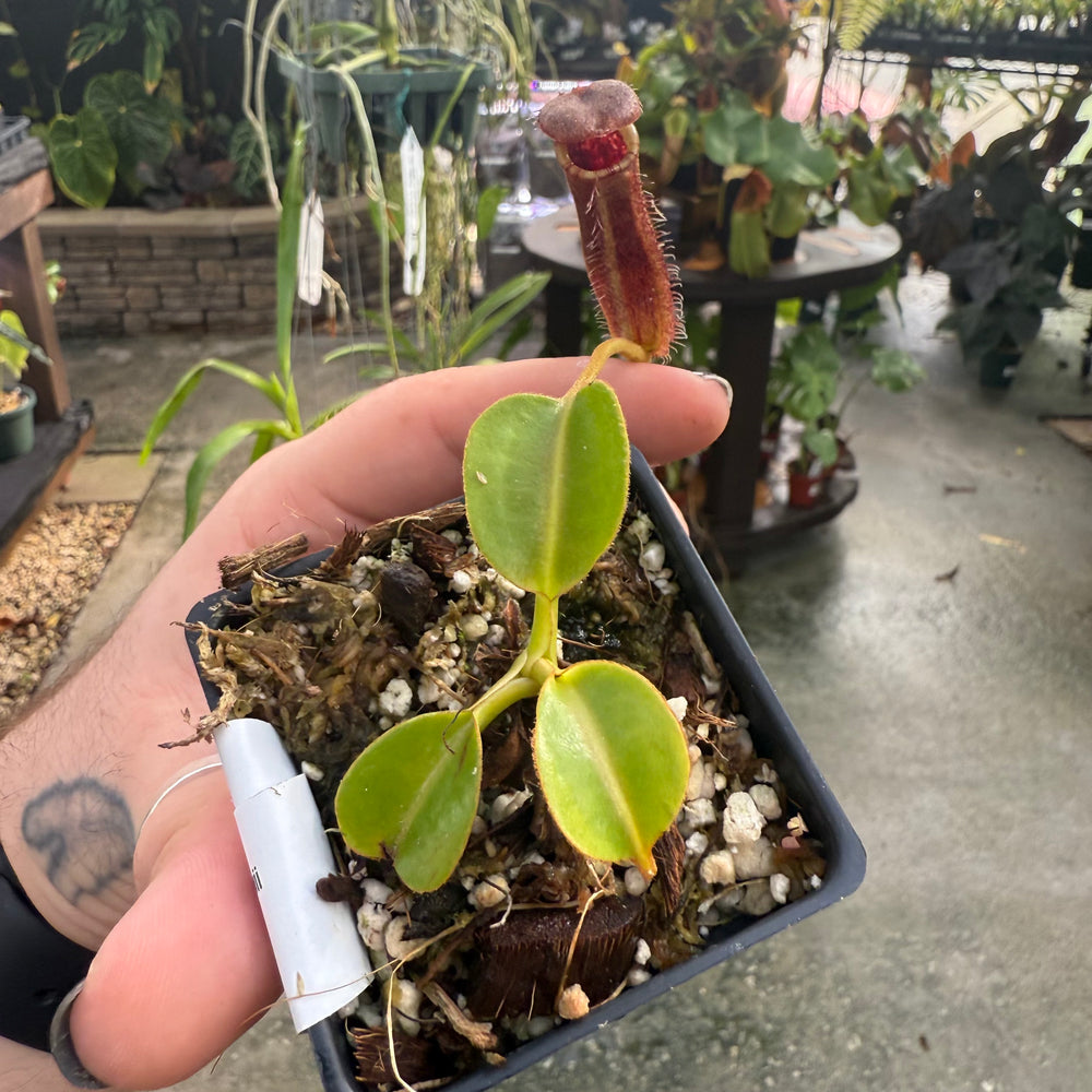 
                      
                        [W026] Nepenthes robcantleyi x lowii
                      
                    